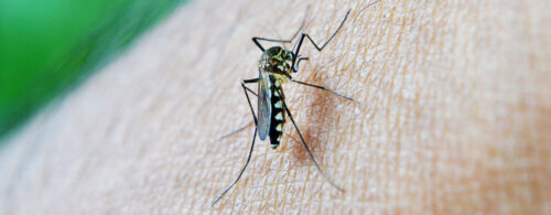 mosquito-dengue